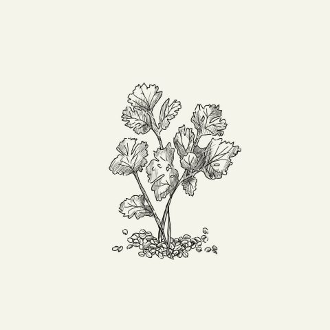 coriander